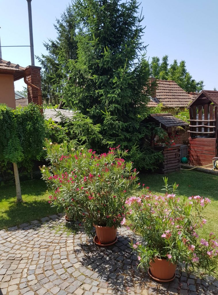 Daróczi-Dajka Hajnalka kertje 02